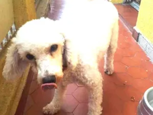 Gato raça Poodle idade 3 anos nome Dan