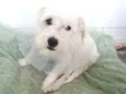 Lola