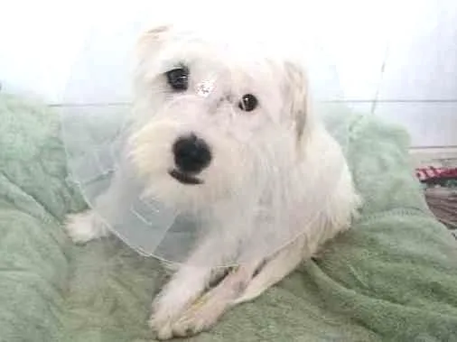 Cachorro ra a Não definida  idade 1 ano nome Lola