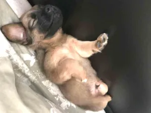 Cachorro raça SRD idade 2 a 6 meses nome Teco