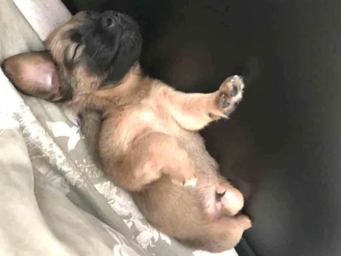 Cachorro ra a SRD idade 2 a 6 meses nome Teco