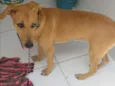 Estrela