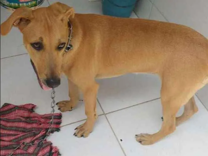 Cachorro ra a SRD idade 2 a 6 meses nome Estrela
