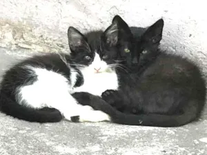 Gato raça  idade 2 a 6 meses nome carinhoso