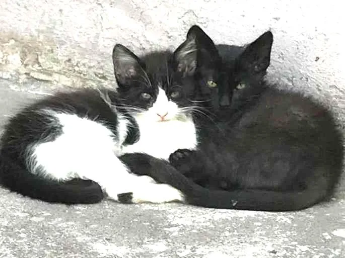 Gato ra a  idade 2 a 6 meses nome carinhoso