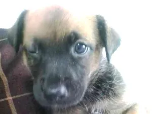 Cachorro raça vira lata  idade Abaixo de 2 meses nome Wendy 