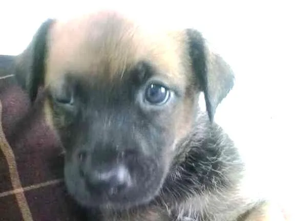 Cachorro ra a vira lata  idade Abaixo de 2 meses nome Wendy 