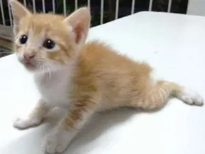 Gato raça SRD idade Abaixo de 2 meses nome Sem nome 