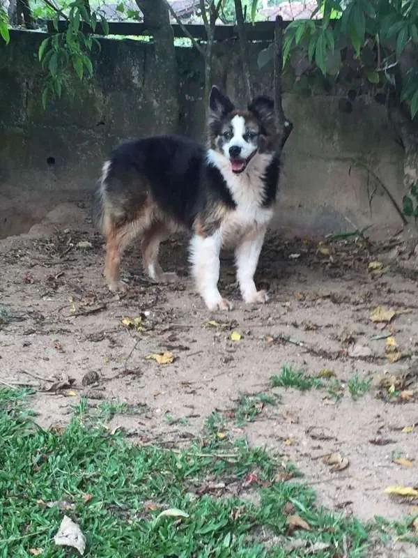 Cachorro ra a SRD idade 6 ou mais anos nome Kate