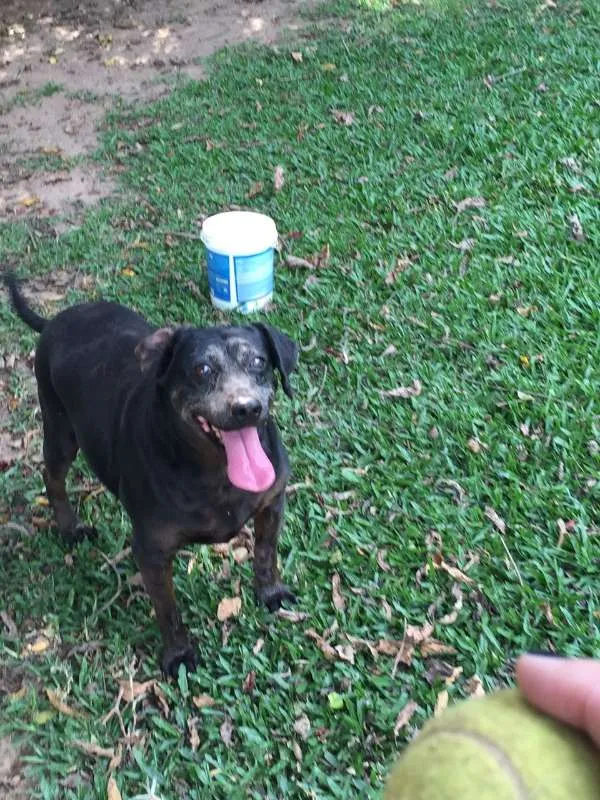 Cachorro ra a SRD idade 6 ou mais anos nome Robinho