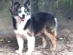 Cachorro raça SRD idade 6 ou mais anos nome Kate