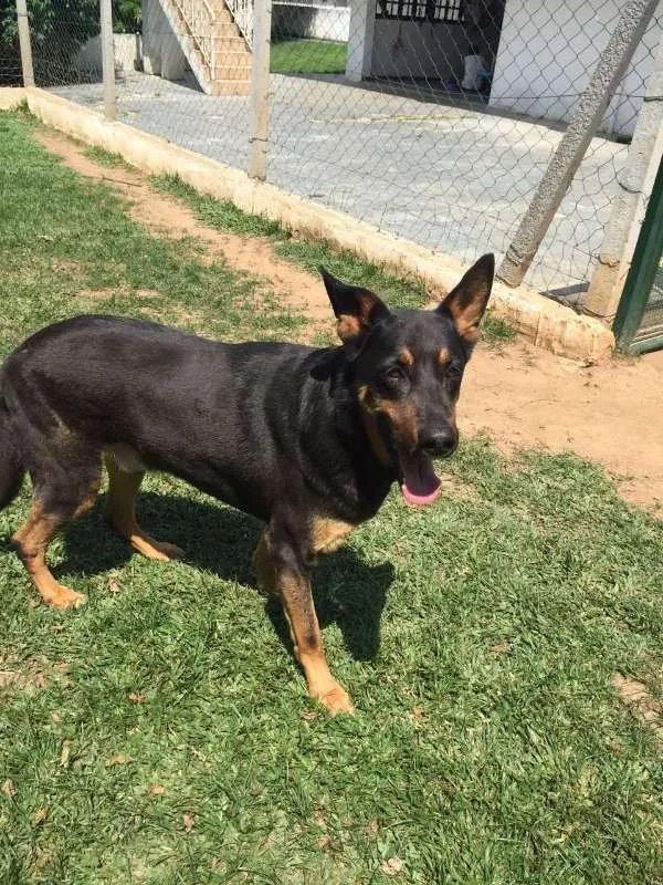 Cachorro ra a SRD idade 6 ou mais anos nome Buck