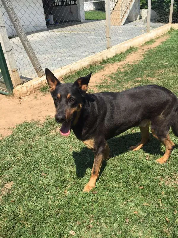 Cachorro ra a SRD idade 6 ou mais anos nome Buck