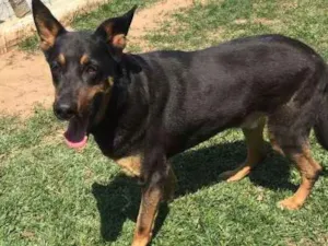 Cachorro raça SRD idade 6 ou mais anos nome Buck