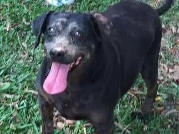 Cachorro ra a SRD idade 6 ou mais anos nome Robinho