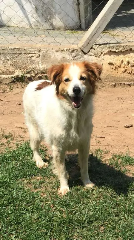 Cachorro ra a SRD idade 6 ou mais anos nome Chiquinha