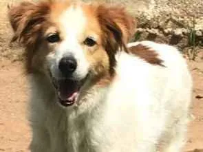 Cachorro raça SRD idade 6 ou mais anos nome Chiquinha