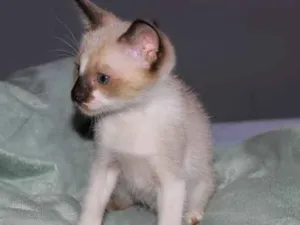 Gato raça srd idade Abaixo de 2 meses nome Clara