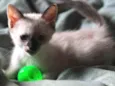 Pipoca