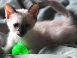 Gato raça srd idade Abaixo de 2 meses nome Pipoca