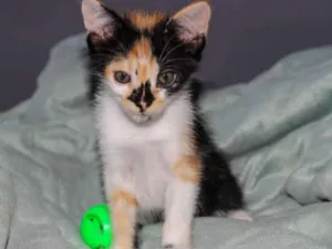 Gato raça SRD idade Abaixo de 2 meses nome Ema