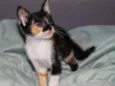 Lila