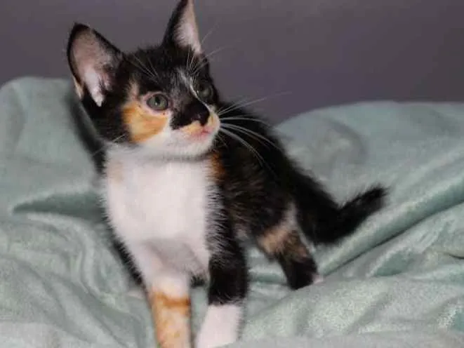 Gato ra a srd idade Abaixo de 2 meses nome Lila