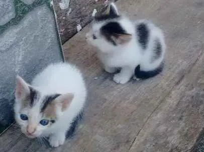 Gato ra a Não identificado idade 2 a 6 meses nome Sem nome