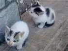 Gato raça Não identificado idade 2 a 6 meses nome Sem nome