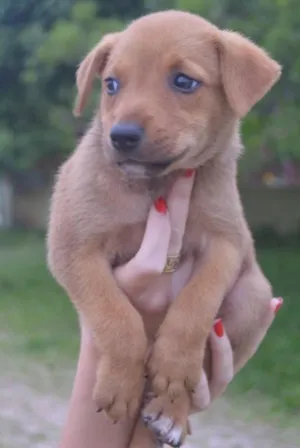 Cachorro raça SRD idade Abaixo de 2 meses nome Cersei