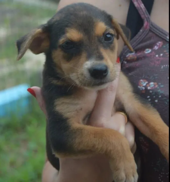 Cachorro ra a SRD idade Abaixo de 2 meses nome Briene