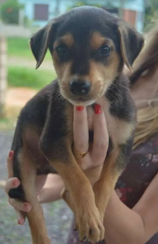 Cachorro ra a SRD idade Abaixo de 2 meses nome Hodor