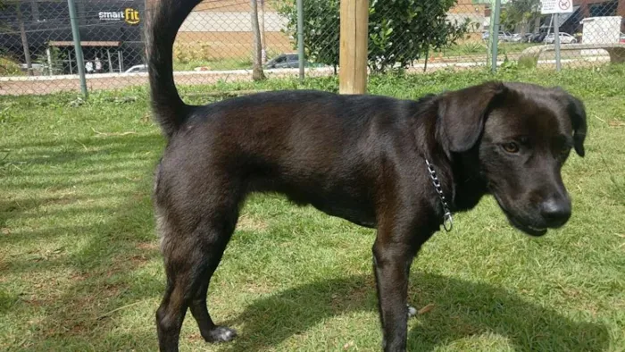 Cachorro ra a Vira lata idade 1 ano nome Luna