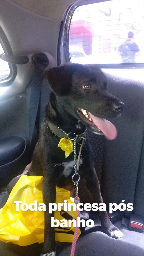 Cachorro ra a Vira lata idade 1 ano nome Luna