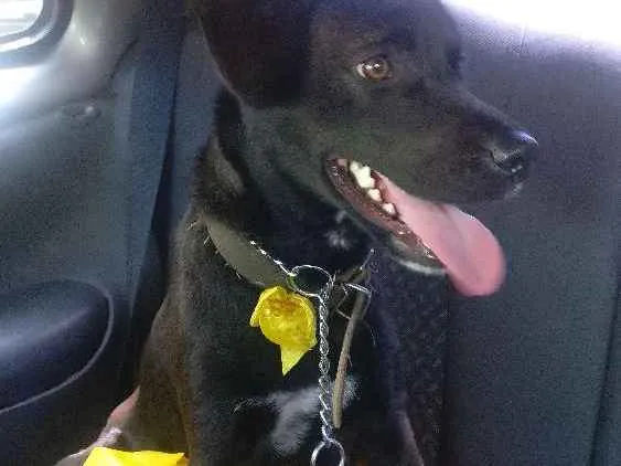Cachorro ra a Vira lata idade 1 ano nome Luna