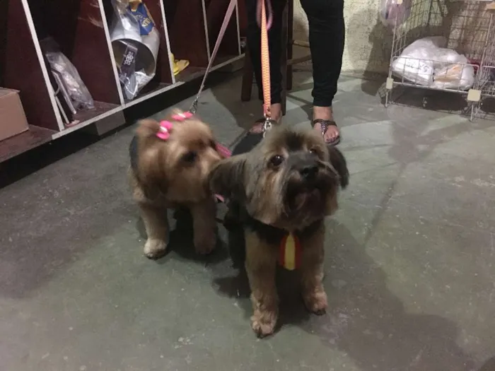 Cachorro ra a Yorkshire idade 6 ou mais anos nome Margarida é Chiquinh
