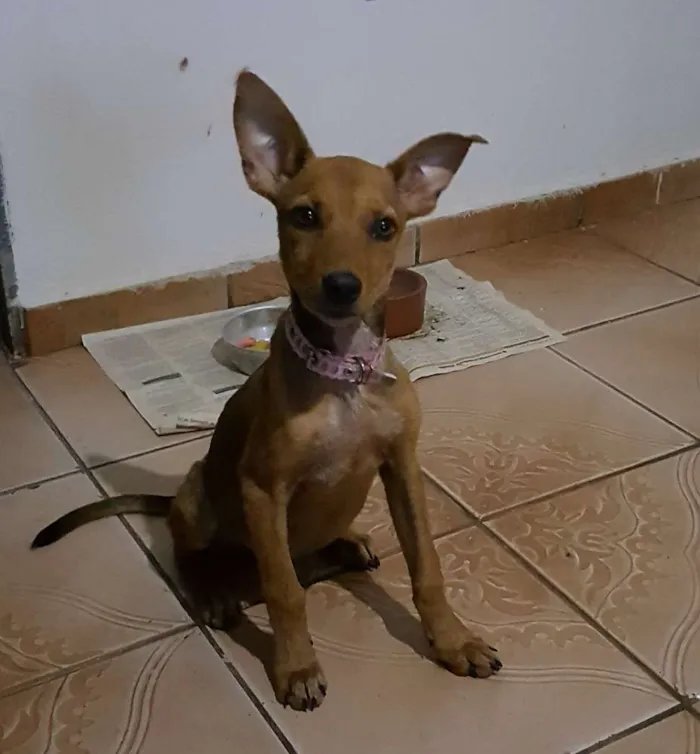 Cachorro ra a SRD idade 2 a 6 meses nome Mél