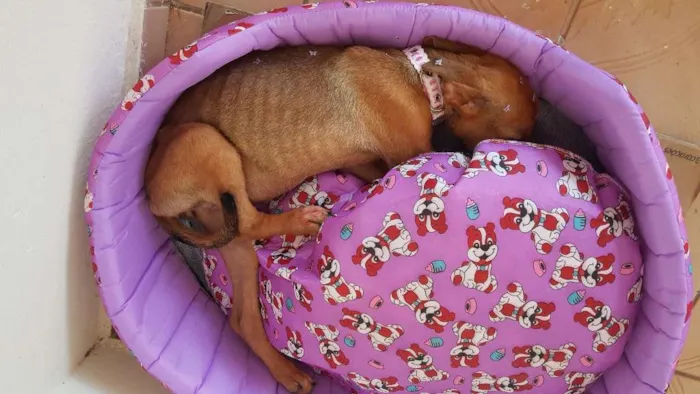 Cachorro ra a SRD idade 2 a 6 meses nome Mél