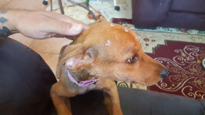 Cachorro ra a SRD idade 2 a 6 meses nome Mél