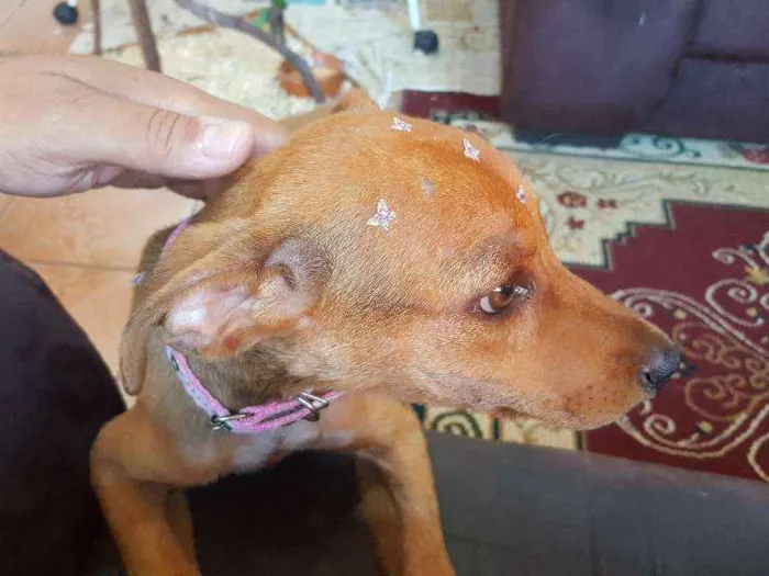 Cachorro ra a SRD idade 2 a 6 meses nome Mél