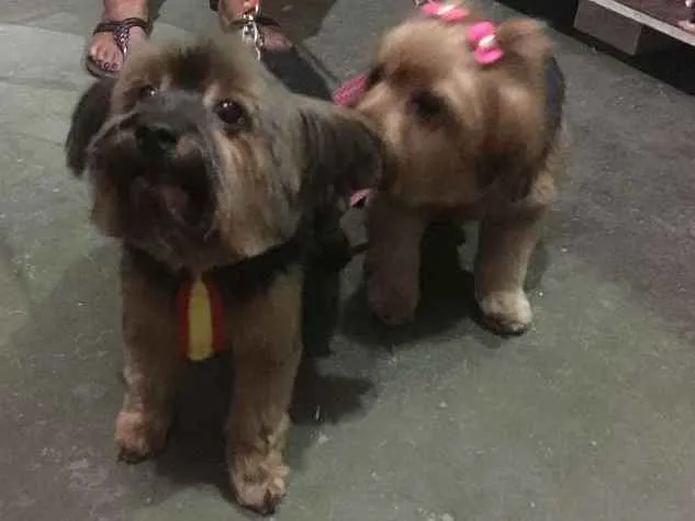 Cachorro ra a Yorkshire idade 6 ou mais anos nome Margarida é Chiquinh