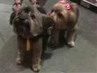 Cachorro raça Yorkshire idade 6 ou mais anos nome Margarida é Chiquinh