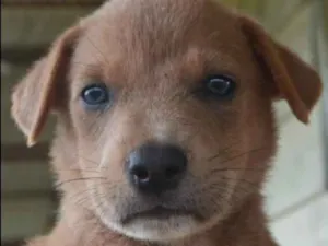 Cachorro raça SRD idade Abaixo de 2 meses nome Montanha