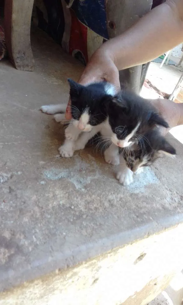 Gato ra a Vira lata idade Abaixo de 2 meses nome Sem nomes