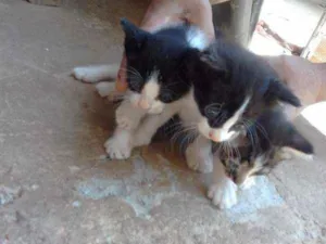 Gato raça Vira lata idade Abaixo de 2 meses nome Sem nomes