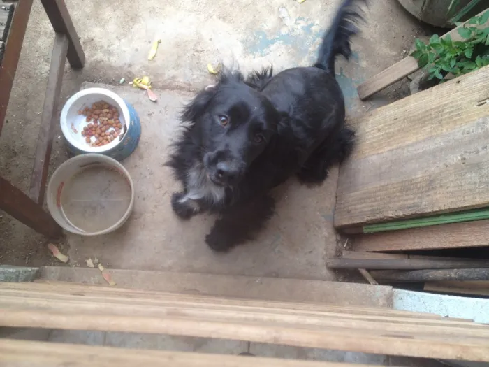Cachorro ra a Cocker  idade 1 ano nome Rabito 