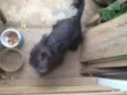 Rabito 