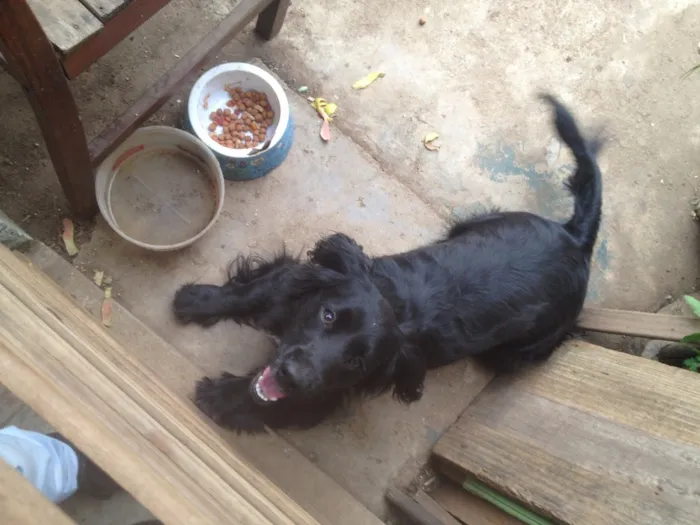 Cachorro ra a Cocker  idade 1 ano nome Rabito 