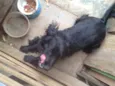 Rabito 
