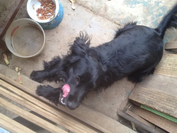 Cachorro ra a Cocker  idade 1 ano nome Rabito 